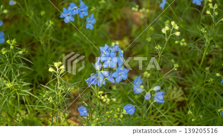 International Flower Exhibition 139205516