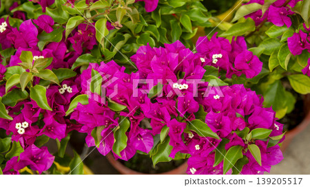 International Flower Exhibition International Flower Exhibition 139205517