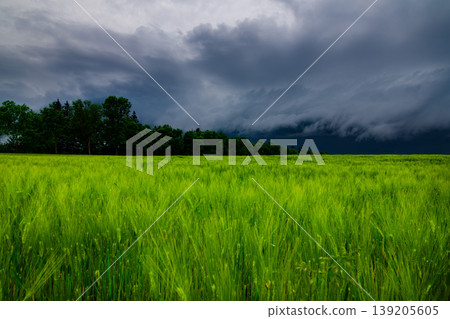 Storm clouds of thunderstorm over a field in Lithuania 139205605