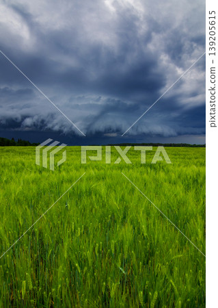 Storm clouds of thunderstorm over a field in Lithuania 139205615