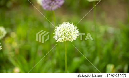International Flower Exhibition International Flower Exhibition 139205655