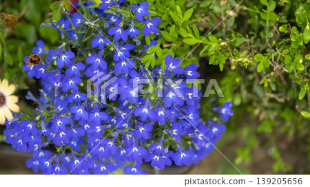 International Flower Exhibition International Flower Exhibition 139205656