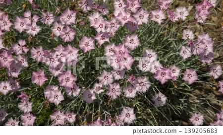 International Flower Exhibition 139205683