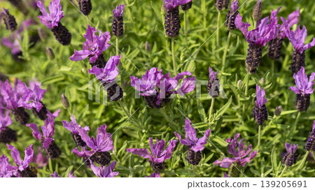 International Flower Exhibition 139205691