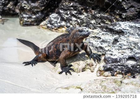 Marine iguana resting on rocks at Tortuga Bay beach, Galapagos, Ecuador Marine iguana resting on rocks at Tortuga Bay beach, Galapagos, Ecuador 139205718