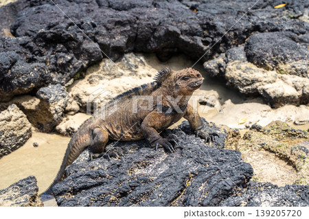 Marine iguana on rocks at Puerto Villamil beach, Galapagos, Ecuador 139205720