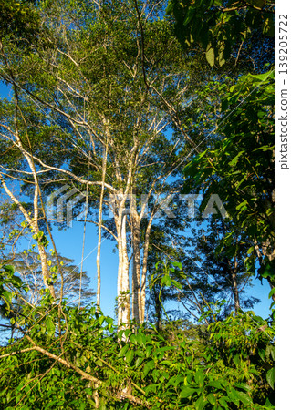 Rainforest in the Cuyabeno reserve, Ecuador Rainforest in the Cuyabeno reserve, Ecuador 139205722