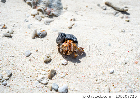 Hermit crab on a white sand beach in Maupiti, French Polynesia 139205729