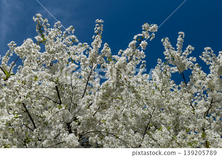 Cherry blossoms fill the branches with white flowers against a bright blue sky in a garden setting during the day in spring Cherry blossoms fill the branches with white flowers against a bright blue sky in a garden setting during the day in spring 139205789