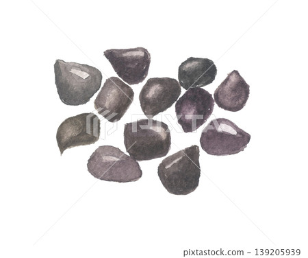 Watercolor painting of Cassia seed Watercolor painting of Cassia seed 139205939