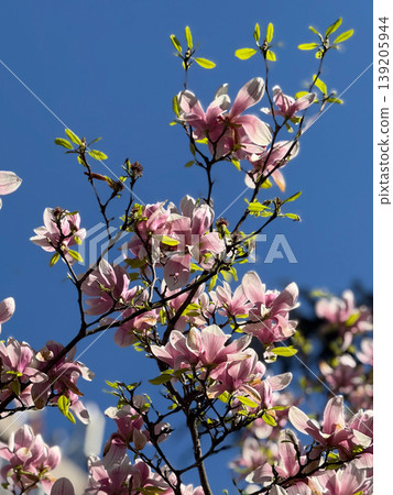 Blooming saucer magnolia canopy against clear blue sky with branching silhouettes. Spring flowering, ornamental tree crown, urban botany, seasonal growth, and natural architecture. Blooming saucer magnolia canopy against clear blue sky with branching silhouettes. Spring flowering, ornamental tree crown, urban botany, seasonal growth, and natural architecture. 139205944