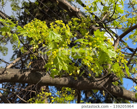 Flowering norway maple branches with fresh spring leaves against a blue sky. Botanical renewal, urban greenery, seasonal growth, pollination, and tree blossom detail. 139205964
