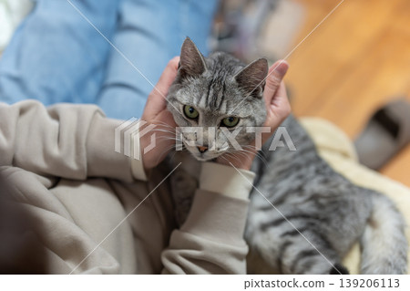 Owner petting a cat, tabby cat 139206113