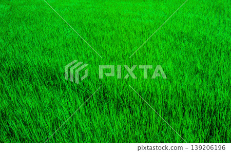 Rice swaying in the wind 139206196