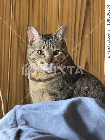 A tabby cat relaxing indoors 139206274