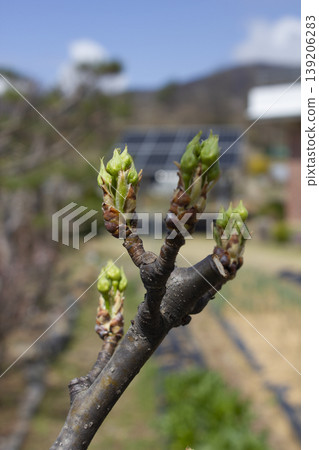 It is a pear tree flower bud. 139206283