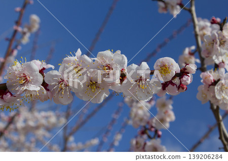 Apricot flower on nature background Apricot flower on nature background 139206284