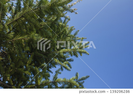 fir tree close up. Green branches of fir tree . fir tree close up. Green branches of fir tree . 139206286