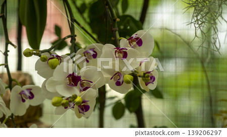 Western orchids 139206297