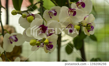 Western orchids 139206298