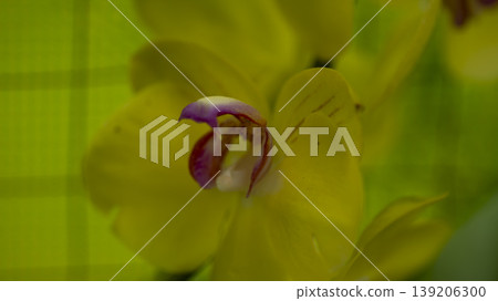 Western orchids 139206300