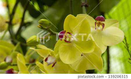 Western orchids Western orchids 139206315