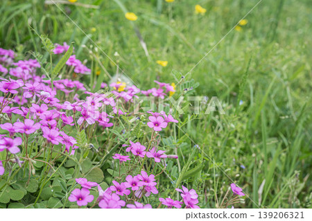 酢漿articulata 酢漿articulata 139206321