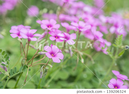 Imokatabami Imokatabami 139206324