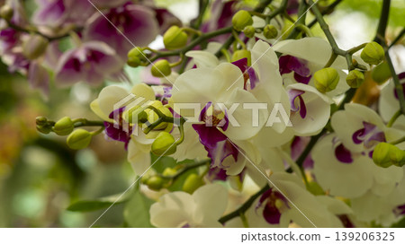 Western orchids Western orchids 139206325