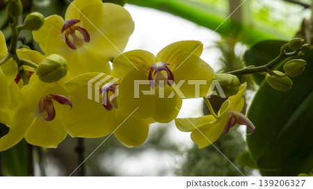 Western orchids Western orchids 139206327