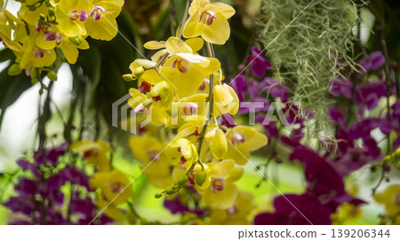 Western orchids 139206344