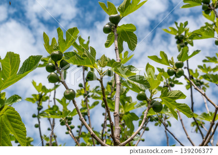 Green figs fruit hanging on the branch of a fig tree, ficus carica Green figs fruit hanging on the branch of a fig tree, ficus carica 139206377