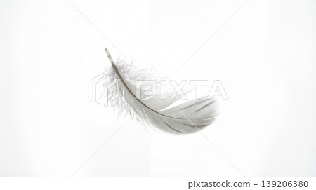 Single grey feather floating on a plain white background with the soft texture and light colors emphasize its gentle appearance delicate minimalist isolated abstract elegance peaceful ethereal Single grey feather floating on a plain white background with the soft texture and light colors emphasize its gentle appearance delicate minimalist isolated abstract elegance peaceful ethereal 139206380