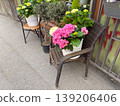 Pink and white hydrangeas with olive trees and cypress plants arranged outside a flower shop. Urban gardening, floral retail, container planting and decorative storefront design. 139206406