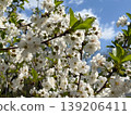 Cherry blossom branches with white flowers and green leaves. Spring growth, orchard pollination, plant reproduction, botanical texture, fruit tree cultivation, and natural seasonality. 139206411