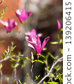 Magnolia tree with pink blossoms and young leaves on branches with soft background blur. Spring flowering, ornamental tree, botanical detail, garden planting and seasonal awakening. 139206415
