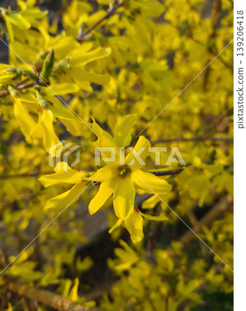Forsythia(Golden bell flowers) in the spring . Forsythia(Golden bell flowers) in the spring . 139206418