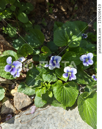 It is a purple violet that blooms in spring. 139206419