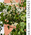 White lilac flowers on Syringa vulgaris branches with green leaves in bright sunlight near building facade. Spring bloom, fragrance plant, garden shrub, ornamental growth and seasonal renewal. 139206425