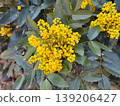 Mahonia aquifolium shrub with yellow inflorescence and spiny green leaves in natural garden setting. Botanical structure, evergreen foliage, spring flowering, ornamental planting and landscape 139206427