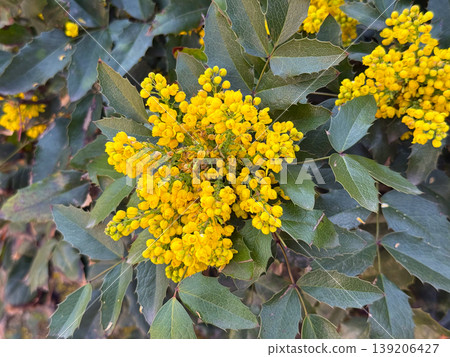Mahonia aquifolium shrub with yellow inflorescence and spiny green leaves in natural garden setting. Botanical structure, evergreen foliage, spring flowering, ornamental planting and landscape Mahonia aquifolium shrub with yellow inflorescence and spiny green leaves in natural garden setting. Botanical structure, evergreen foliage, spring flowering, ornamental planting and landscape 139206427