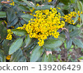 Mahonia aquifolium shrub with yellow inflorescence and spiny green leaves in natural garden setting. Botanical structure, evergreen foliage, spring flowering, ornamental planting and landscape 139206429