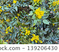 Mahonia aquifolium shrub with yellow inflorescence and spiny green leaves in natural garden setting. Botanical structure, evergreen foliage, spring flowering, ornamental planting and landscape 139206430