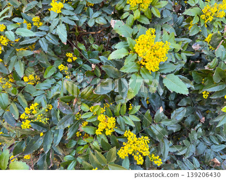Mahonia aquifolium shrub with yellow inflorescence and spiny green leaves in natural garden setting. Botanical structure, evergreen foliage, spring flowering, ornamental planting and landscape Mahonia aquifolium shrub with yellow inflorescence and spiny green leaves in natural garden setting. Botanical structure, evergreen foliage, spring flowering, ornamental planting and landscape 139206430