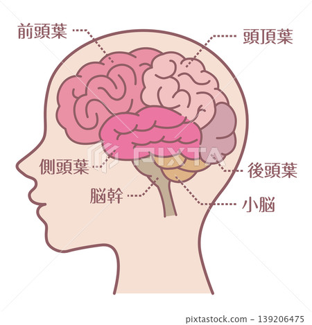 腦區名稱及側視圖（附輪廓線） 139206475