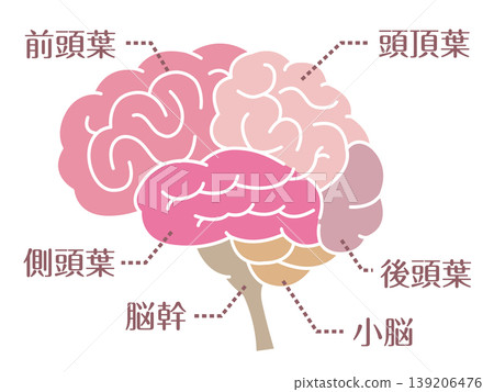 大腦區域示意圖及名稱（無輪廓線） 139206476