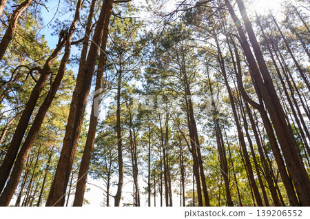 Pine tree forest with sunlight and natural landscape. Look overhead at many pine trees with clean sky background. 139206552