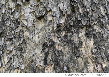 Texture of old tree bark. Natural treecreeper background. Texture of old tree bark. Natural treecreeper background. 139206553