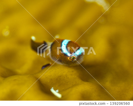 Sakura plumfish 139206560