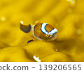 Sakura plumfish 139206565